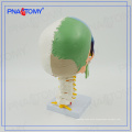 PNT-0153 3 parts colored skull model